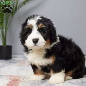 Dreamer, Mini Bernedoodle Puppy